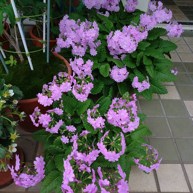写真11